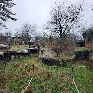 Asia Quest - Main Amur Tiger Exhibit