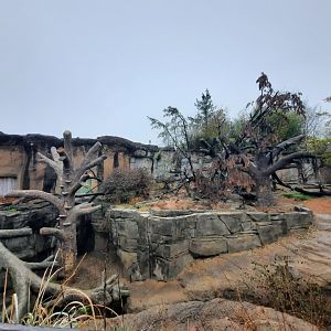 Asia Quest - Sloth Bear Exhibit