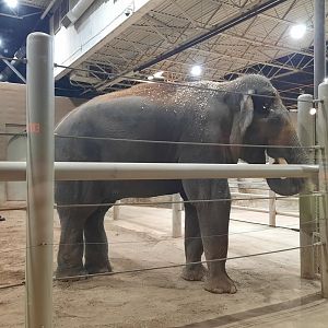 Asia Quest - Indian Elephant