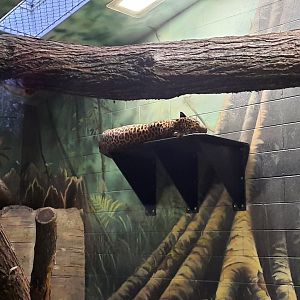 Congo - African Leopard 2