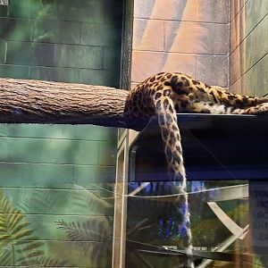 Congo - African Leopard 1