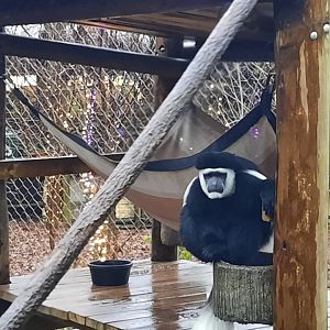 Congo - Colobus Monkey