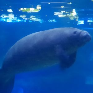 Aquarium - Manatee