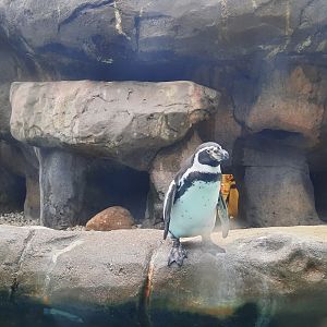 Aquarium - Humboldt Penguin