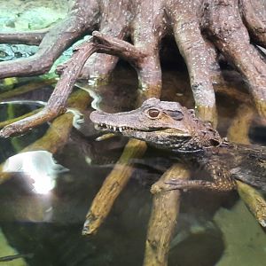 Reptiles - Caiman