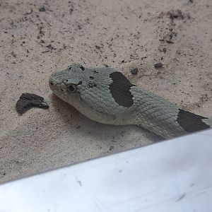 Reptiles - Banded Rock Rattlesnake