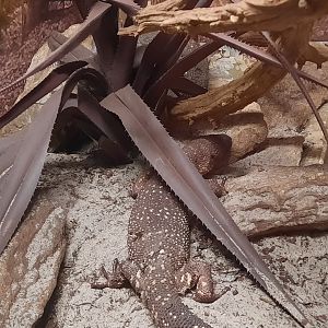 Reptiles - Mexican Beaded Lizard