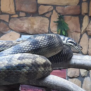 Reptiles - Scrub Python