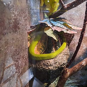 Reptiles - Green Mamba