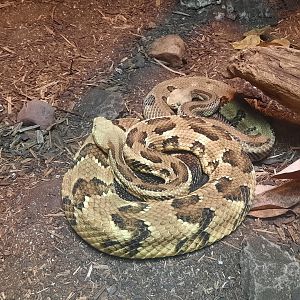 Reptiles - Timber Rattlesnake