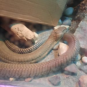 Reptiles - King Cobra