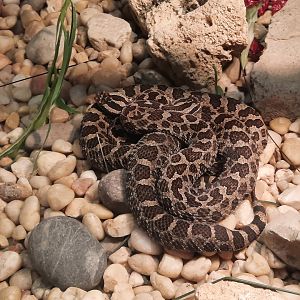 Reptiles - Massasagua