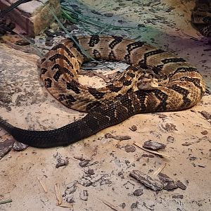 Reptiles - Canebrake Rattlesnake