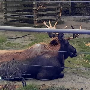 North America - Moose