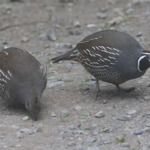 California Quail pair
