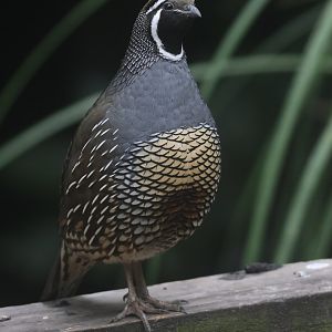 California Quail male