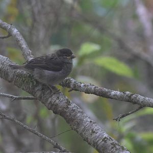 House Sparrow juvenile
