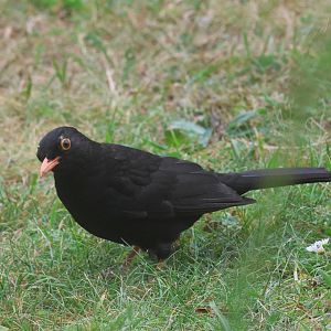 Common Blackbird male