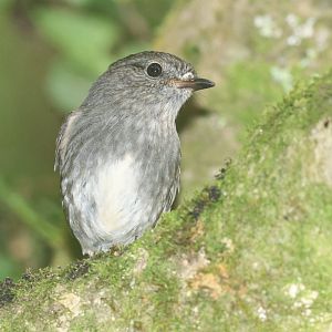 North Island Robin juvenile