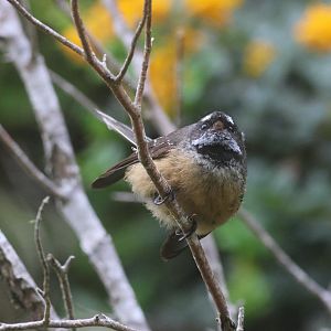 New Zealand Fantail