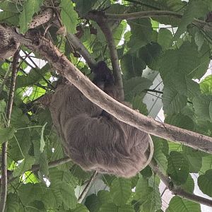 Amazonia- two-toed sloth- Howie(actually out for once!)