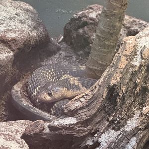 Reptile Discovery Center- snouted cobra