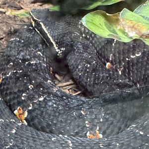 Reptile Discovery Center- Taylor’s cantil