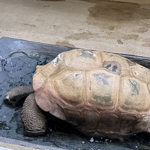 Reptile Discovery Center- Aldabra tortoise- Rulon
