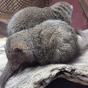 Small Mammal House- dwarf mongoose