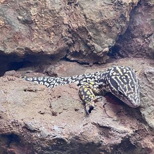 Reptile Discovery Center- ridgetail monitor(varanus acantharus)