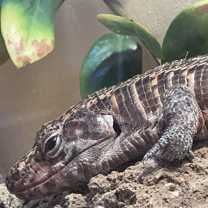 Reptile Discovery Center- African plated lizard