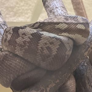 Reptile Discovery Center- Timor python(python timorenesis)