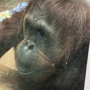 Great Ape House- Orangutan- Lucy