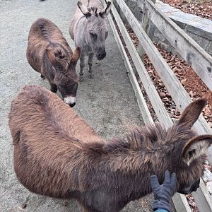 Kids farm- Miniature donkey- Pat- Giuseppe- Flash