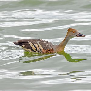 Plumed Whistling-Duck