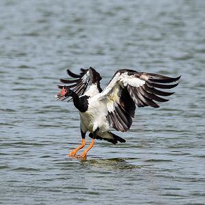 Magpie Goose