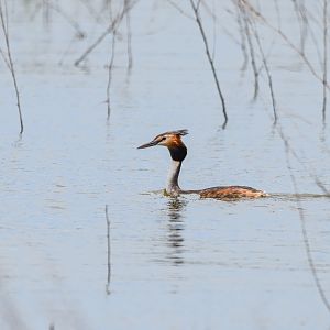 Great Crested Grebe