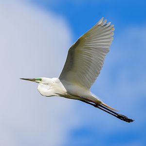 Great Egret (breeding flush)