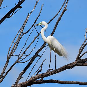 Great Egret (breeding flush)