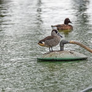 Pink-eared Duck