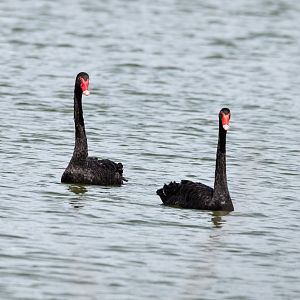 Black Swans