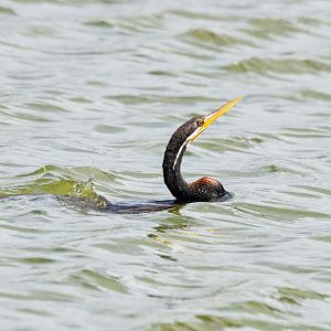 Australasian Darter
