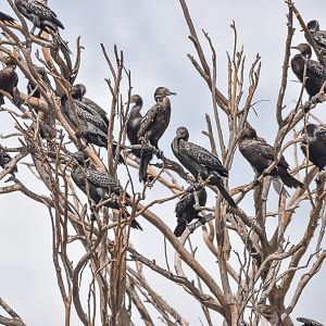 Little Black Cormorants