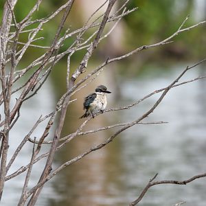 Sacred Kingfisher