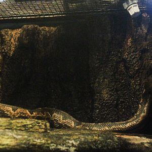 Maluku ground boa (Candoia paulsoni tasmai)