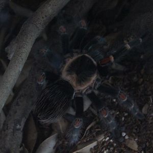 Mexican flame knee (Brachypelma auratum)