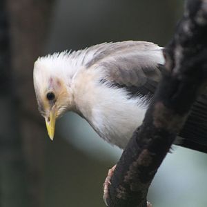 Grey-backed myna (Acridotheres melanopterus tricolor)