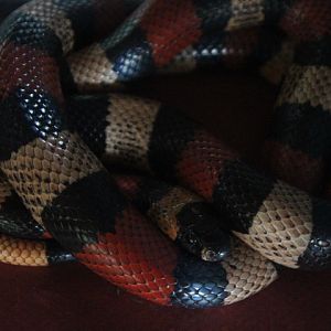 Pueblan milk snake (Lampropeltis triangulum campbelli) - Jogja Exotarium