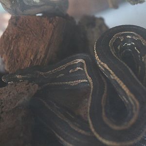 Pacific tree boa (Candoia carinata carinata) - Jogja Exotarium
