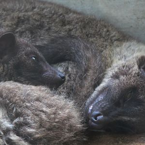 Javan small-toothed palm civet (Arctogalidia trivirgata trilineata) - Jogja Exotarium